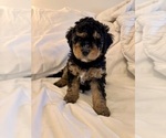 Small Photo #37 Miniature Bernedoodle Puppy For Sale in AUBURNDALE, FL, USA