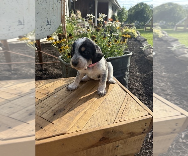 Medium Photo #40 Bernedoodle-Bluetick Coonhound Mix Puppy For Sale in RINGTOWN, PA, USA