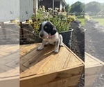 Puppy Lizzy Bernedoodle-Bluetick Coonhound Mix