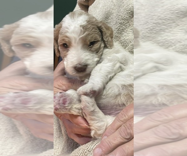 Medium Photo #2 Goldendoodle Puppy For Sale in ELLISGROVE, IL, USA