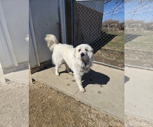 Great Pyrenees Dogs for adoption in Maquoketa, IA, USA