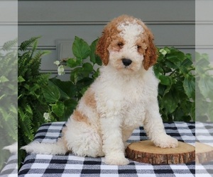 Goldendoodle (Miniature) Puppy for Sale in NARVON, Pennsylvania USA