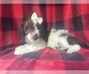 Cock-A-Poo Puppy for sale in LAKELAND, FL, USA