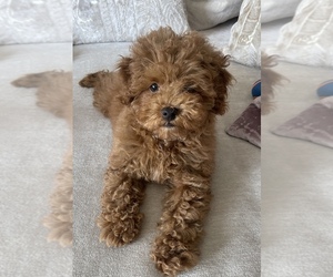 Maltipoo-Poodle (Miniature) Mix Puppy for sale in BURBANK, CA, USA