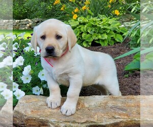 Labrador Retriever Puppy for sale in PARKESBURG, PA, USA