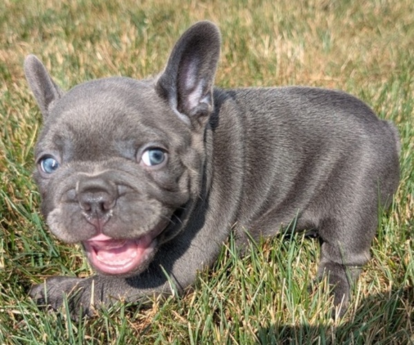 Medium Photo #8 French Bulldog Puppy For Sale in GOSHEN, IN, USA