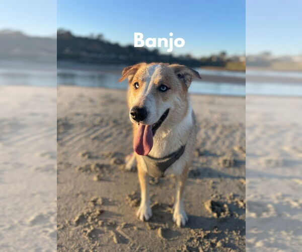 Medium Photo #1 Border Collie-Huskies  Mix Puppy For Sale in San Diego, CA, USA