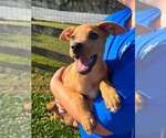 Small Photo #4 Mutt Puppy For Sale in Unionville, PA, USA