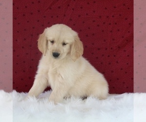 Medium Golden Retriever