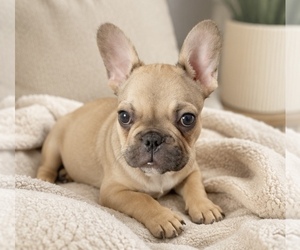 French Bulldog Puppy for sale in CORONA, CA, USA