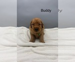Small #4 Golden Retriever