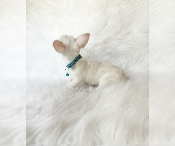 Medium Photo #8 Chihuahua Puppy For Sale in SACRAMENTO, CA, USA
