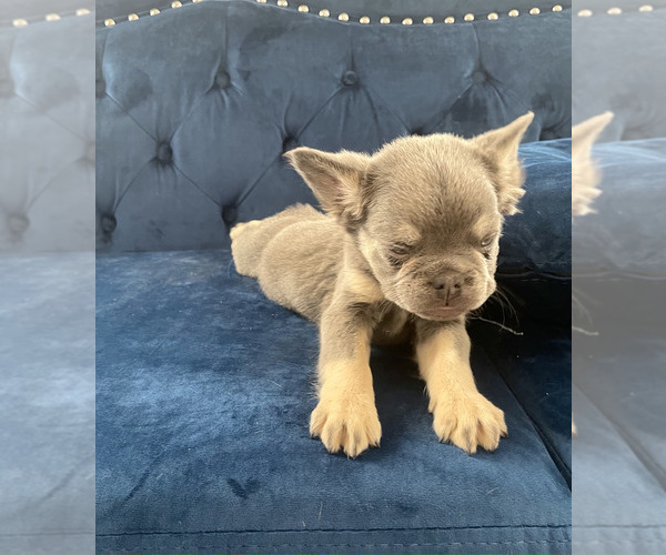 Medium Photo #16 French Bulldog Puppy For Sale in MANCHESTER, NH, USA