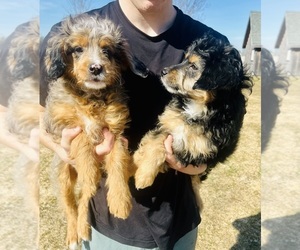 Aussie-Poo Puppy for Sale in HAMILTON, Michigan USA