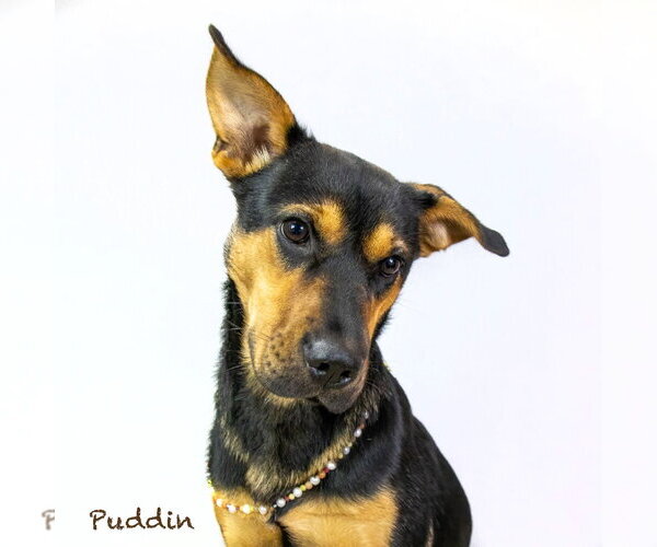 Medium Photo #1 German Shepherd Dog-Unknown Mix Puppy For Sale in Hot Springs Village, AR, USA