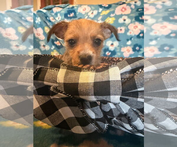 Medium Photo #2 Chihuahua-Unknown Mix Puppy For Sale in Pacolet, SC, USA