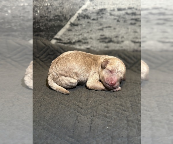 Medium Photo #4 Poodle (Toy) Puppy For Sale in BRONX, NY, USA