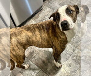 Mutt Dogs for adoption in Oceanside, CA, USA