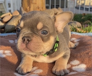 French Bulldog Puppy for sale in HEMET, CA, USA