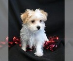 Small Photo #3 Morkie Puppy For Sale in ROCK VALLEY, IA, USA