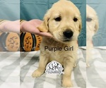 Puppy 1 Golden Retriever
