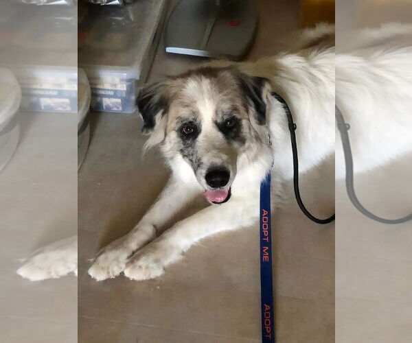 Medium Photo #6 Great Pyrenees Puppy For Sale in Spring, TX, USA