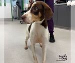 Small #3 Beagle Mix