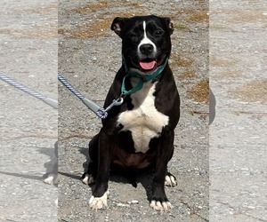 Mutt Dogs for adoption in Rustburg, VA, USA