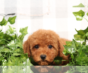 Goldendoodle Puppy for Sale in MARIETTA, Georgia USA