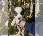 Puppy Puppy 3 Australian Shepherd