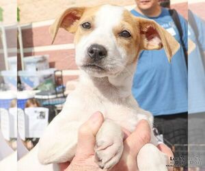 Mutt Dogs for adoption in Washington, DC, USA