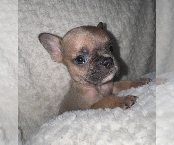 Medium Photo #4 French Bulldog Puppy For Sale in SAN BERNARDINO, CA, USA