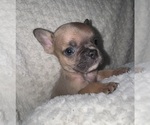 Small #3 French Bulldog