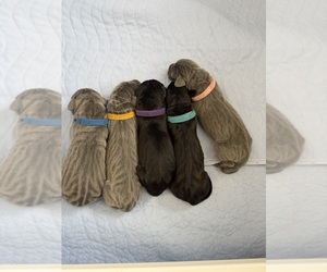 Great Dane Litter for sale in OLATHE, CO, USA