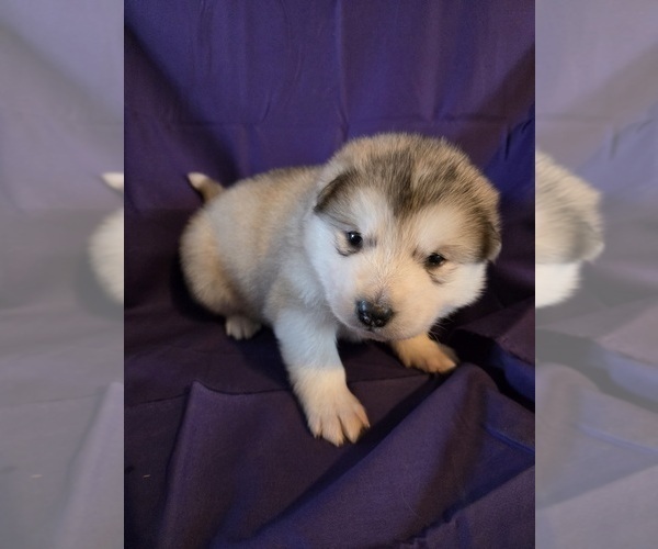 Medium Photo #6 Alaskan Malamute Puppy For Sale in CRIVITZ, WI, USA
