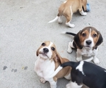 Small Photo #6 Beagle Puppy For Sale in BALDWIN PARK, CA, USA