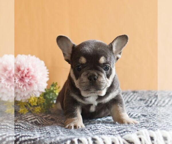Medium Photo #1 French Bulldog Puppy For Sale in EAST EARL, PA, USA