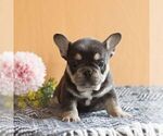 Small French Bulldog