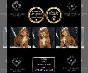 Poodle (Toy) Puppy for sale in WARSAW, IN, USA