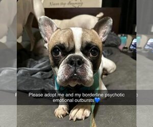 French Bulldog Dogs for adoption in Uwchlan, PA, USA