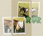 Small #3 American Staffordshire Terrier Mix