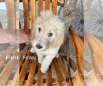 Puppy Puppy 1 Goldendoodle