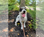 Small #1 Mutt