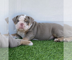 Small Photo #15 Bulldog Puppy For Sale in ATLANTA, GA, USA