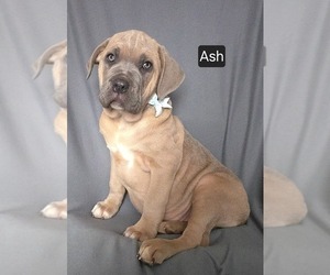 Cane Corso Puppy for sale in MINERAL WELLS, WV, USA