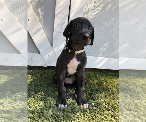 Medium Photo #5 Great Dane Puppy For Sale in LAS VEGAS, NV, USA