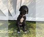 Small Photo #5 Great Dane Puppy For Sale in LAS VEGAS, NV, USA