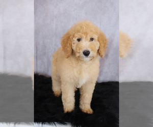 Goldendoodle Puppy for sale in ITASCA, TX, USA