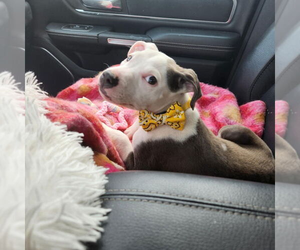 Medium Photo #6 Staffordshire Bull Terrier-Unknown Mix Puppy For Sale in New York, NY, USA