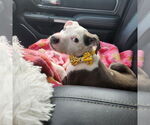 Small #5 Staffordshire Bull Terrier Mix